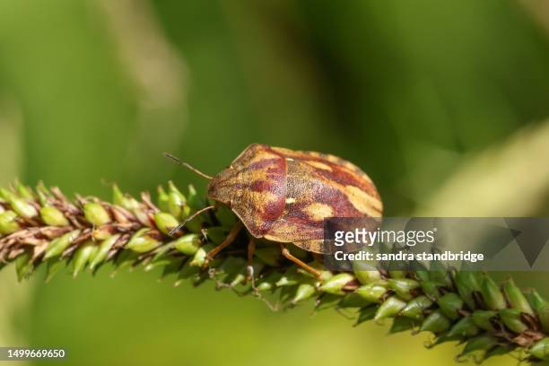 a tortoise bug, eurygaster (cf) testudinaria, resting on the seeds of a tufted-sedge plant. - cyperaceae stock pictures, royalty-free photos & images