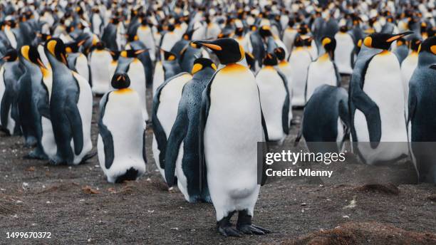 antarctic king penguin portrait gold harbour beach penguin colony - south shetland islands stockfoto's en -beelden