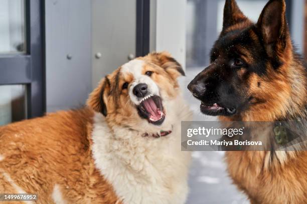 dogs quarrel open their mouths. - german shepherd angry photos et images de collection