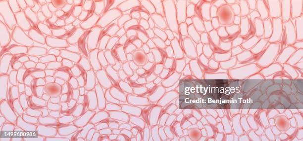 stockillustraties, clipart, cartoons en iconen met human compact bone tissue,structure of bone tissue or osseous tissue, osteon - beenmerg bot