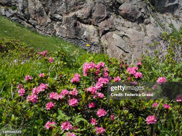 alpenrose (rhododendron ferrugineum) flowering in the lepontine alps - soapstone carving stock pictures, royalty-free photos & images