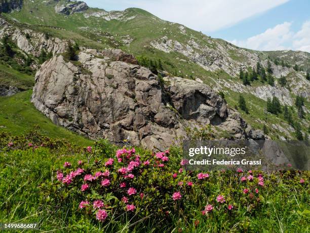 alpenrose (rhododendron ferrugineum) flowering in the lepontine alps - soapstone carving stock pictures, royalty-free photos & images