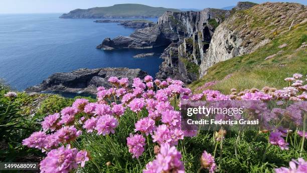 sea thrift (armeria maritima) flowering at the kerry cliffs - anillo de kerry fotografías e imágenes de stock