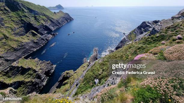 sea thrift (armeria maritima) flowering at the kerry cliffs - north atlantic ocean stock pictures, royalty-free photos & images