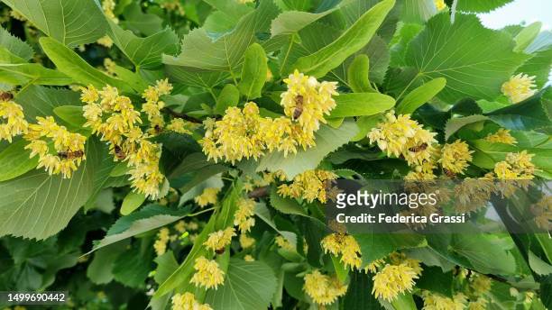 linden (tilia miqueliana) flowering in the lepontine alps - lime tree stock pictures, royalty-free photos & images