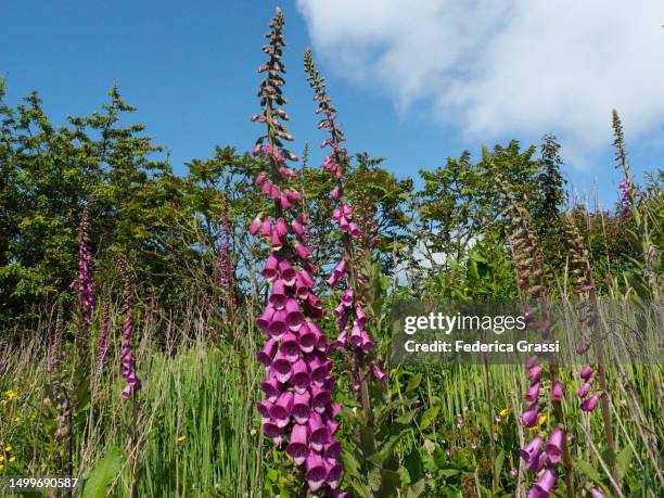 purple foxglove (digitalis purpurea) - foxglove stock pictures, royalty-free photos & images