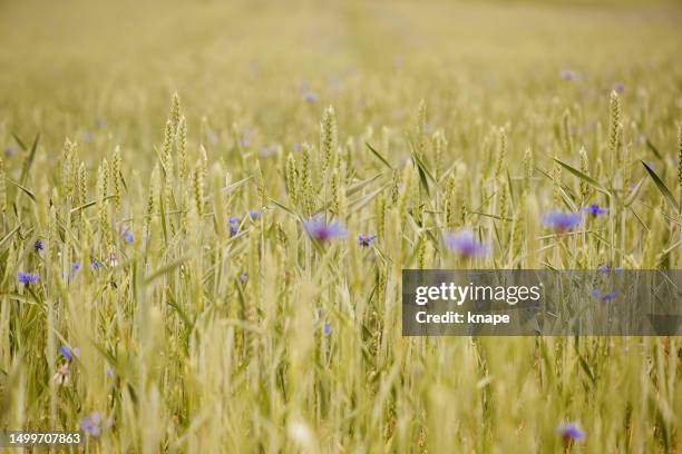cornflower in summer field - cornflower stock pictures, royalty-free photos & images