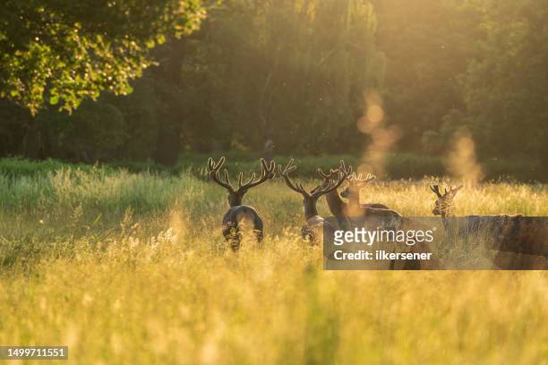 deer - richmond upon thames stockfoto's en -beelden
