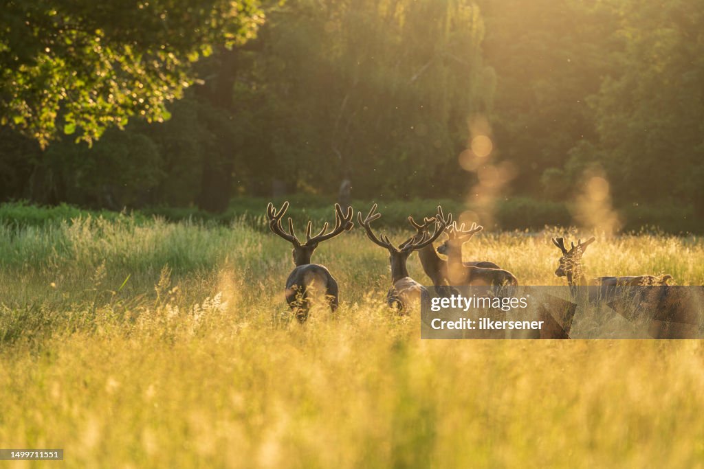 Deer