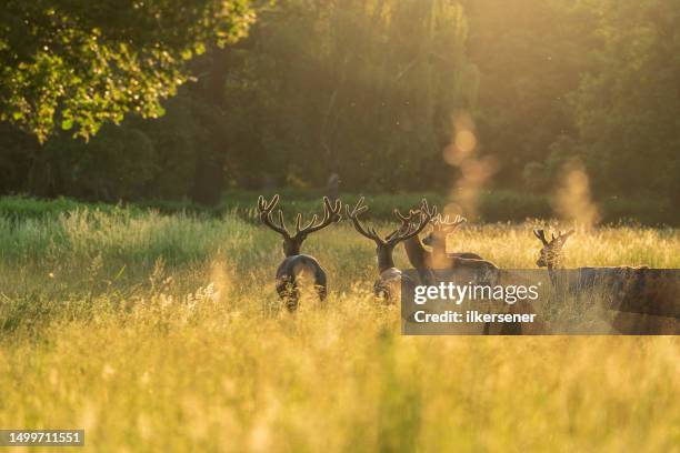 deer - richmond park stock pictures, royalty-free photos & images