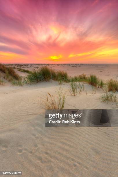 sunset in the dunes  near de cocksdorp on  the isle of texel netherlands - marram grass stockfoto's en -beelden