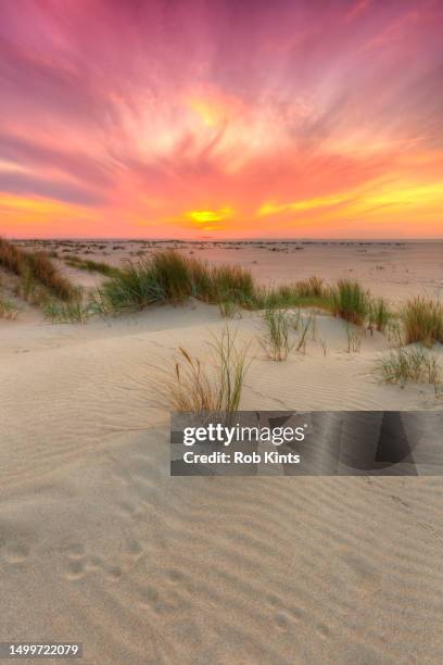 sunset in the dunes  near de cocksdorp on  the isle of texel netherlands - marram grass stock pictures, royalty-free photos & images