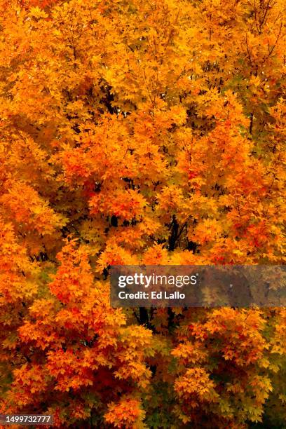 Maple Ridge Trees 49 Maple Ridge Location Stock Photos, High-Res Pictures, and Images ...