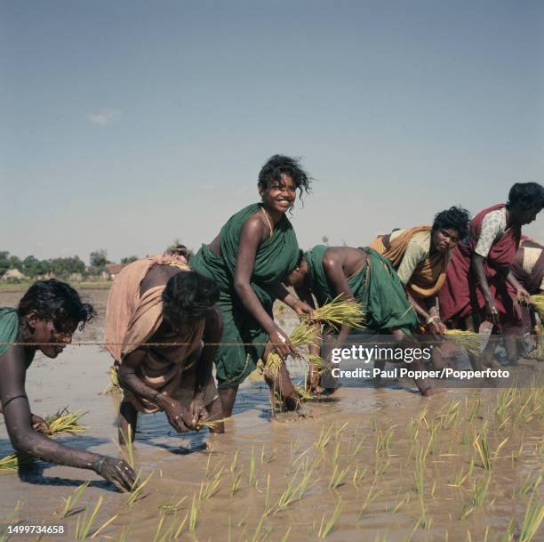 98 Women Rice Work Tamil Nadu Stock Photos, High-Res Pictures, and