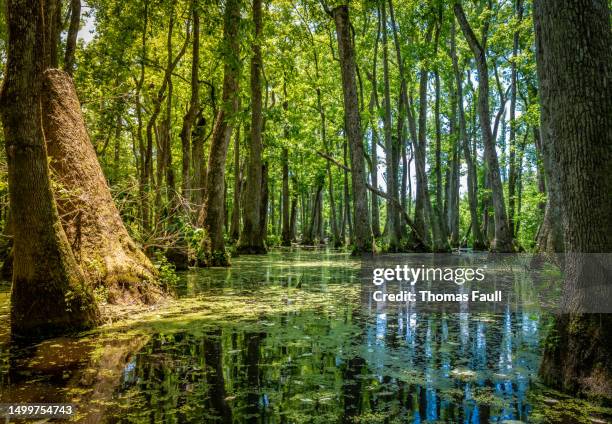 mississippi swamp - mississippi stock pictures, royalty-free photos & images
