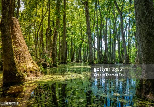 mississippi swamp - bald cypress tree stock pictures, royalty-free photos & images