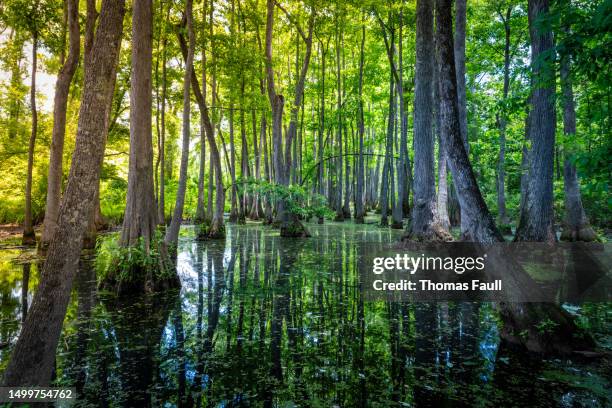 dappled sunlight on a mississippi swamp - dappled light stock pictures, royalty-free photos & images