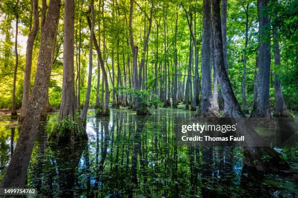 dappled sunlight on a mississippi swamp - dappled sunlight stock pictures, royalty-free photos & images