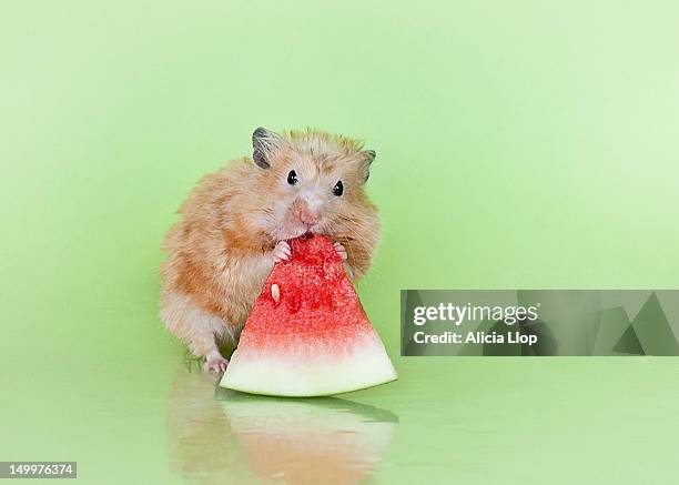 hamster - hamster stock-fotos und bilder