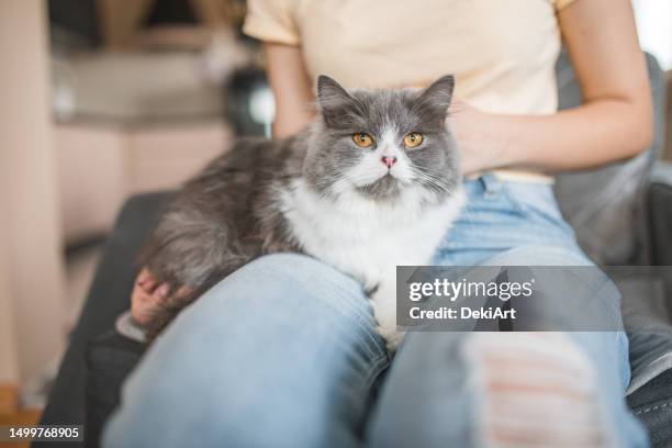 portrait of a gray cat, held by an unrecognizable young woman in her arms while sitting on a sofa - cat eye woman stock pictures, royalty-free photos & images