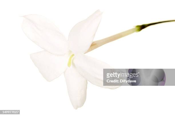 single jasmine flower isolated - jasmin stockfoto's en -beelden