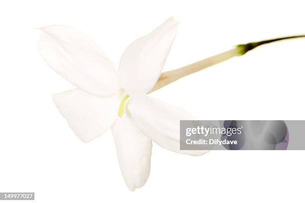 single jasmine flower isolated - jasmin stock pictures, royalty-free photos & images