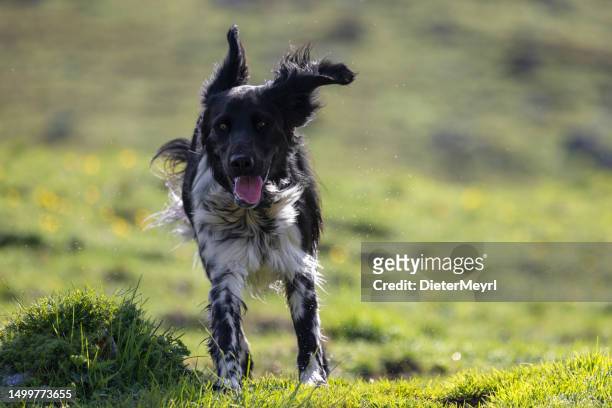 young dog happily runs across flower meadow - hunting dog stockfoto's en -beelden