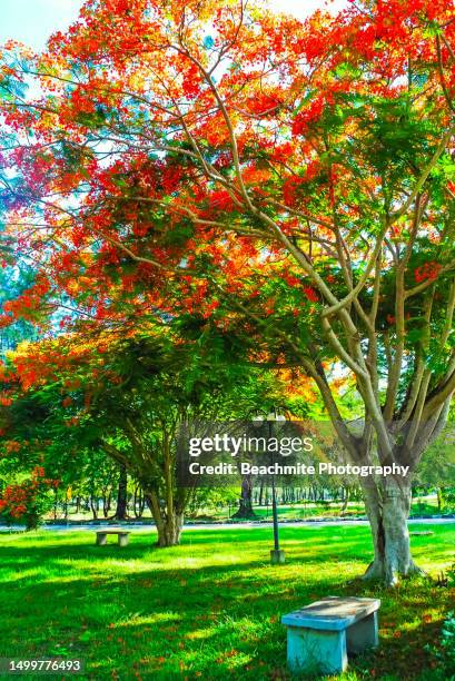 flame - of - the - forest trees ( delonix regia ) in bloom in kota kinabalu, sabah, malaysia - delonix regia stock pictures, royalty-free photos & images