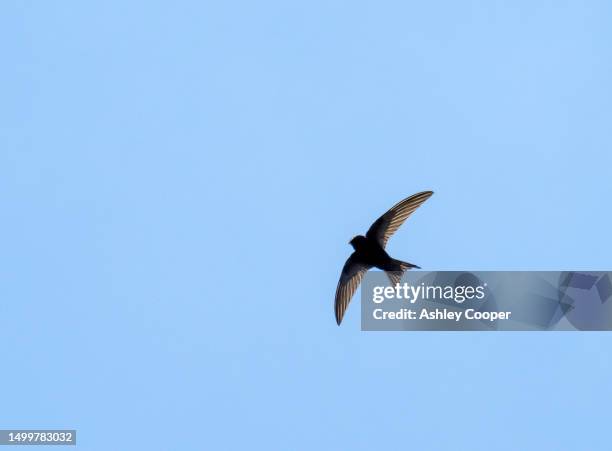 a common swift, apus apus in ambleside, lake district, uk. - common swift flying stock pictures, royalty-free photos & images