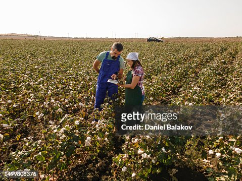 Farmers in cotton field at sunset, aerial view.