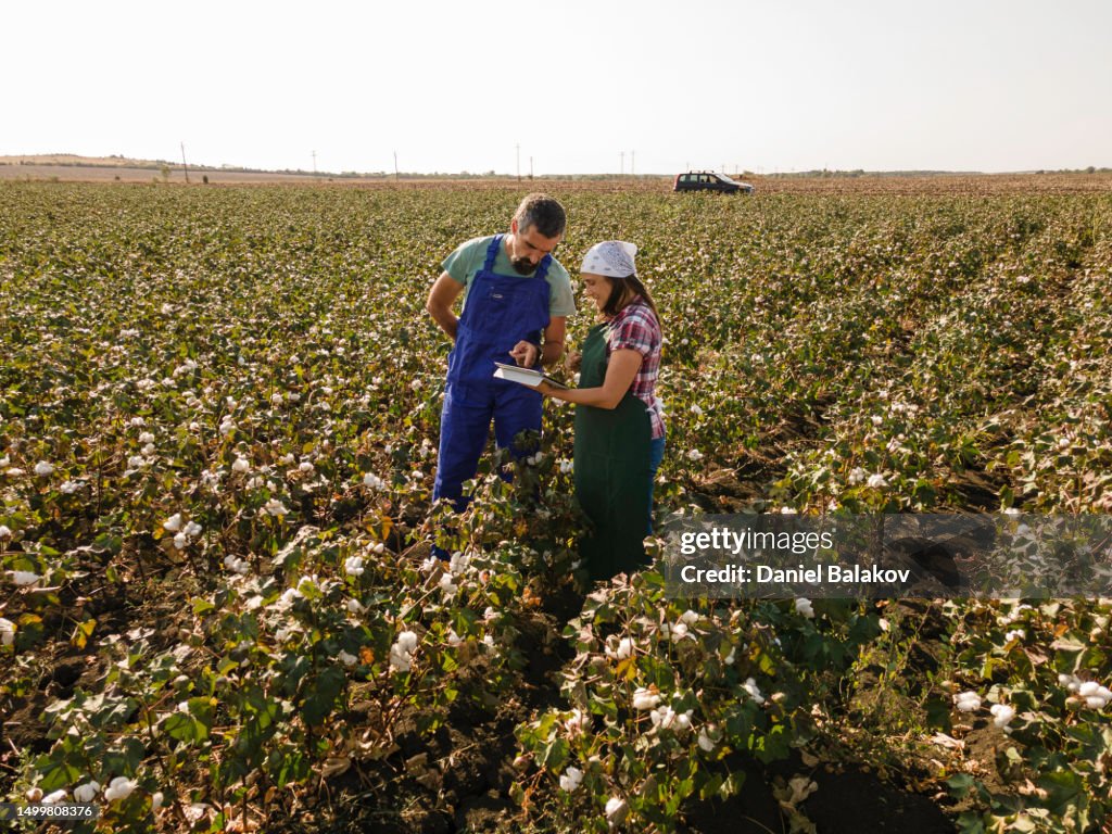 Farmers in cotton field at sunset, aerial view.