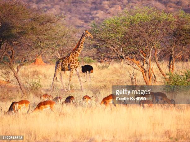 impala's, giraf y avestruz en namibia, etosha - cebra de montaña fotografías e imágenes de stock