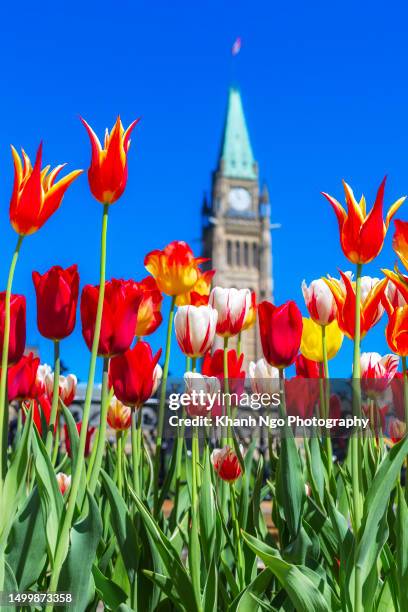 annual tulip festival in ottawa - free of charge stock pictures, royalty-free photos & images