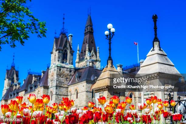 annual tulip festival in ottawa - free of charge stock pictures, royalty-free photos & images
