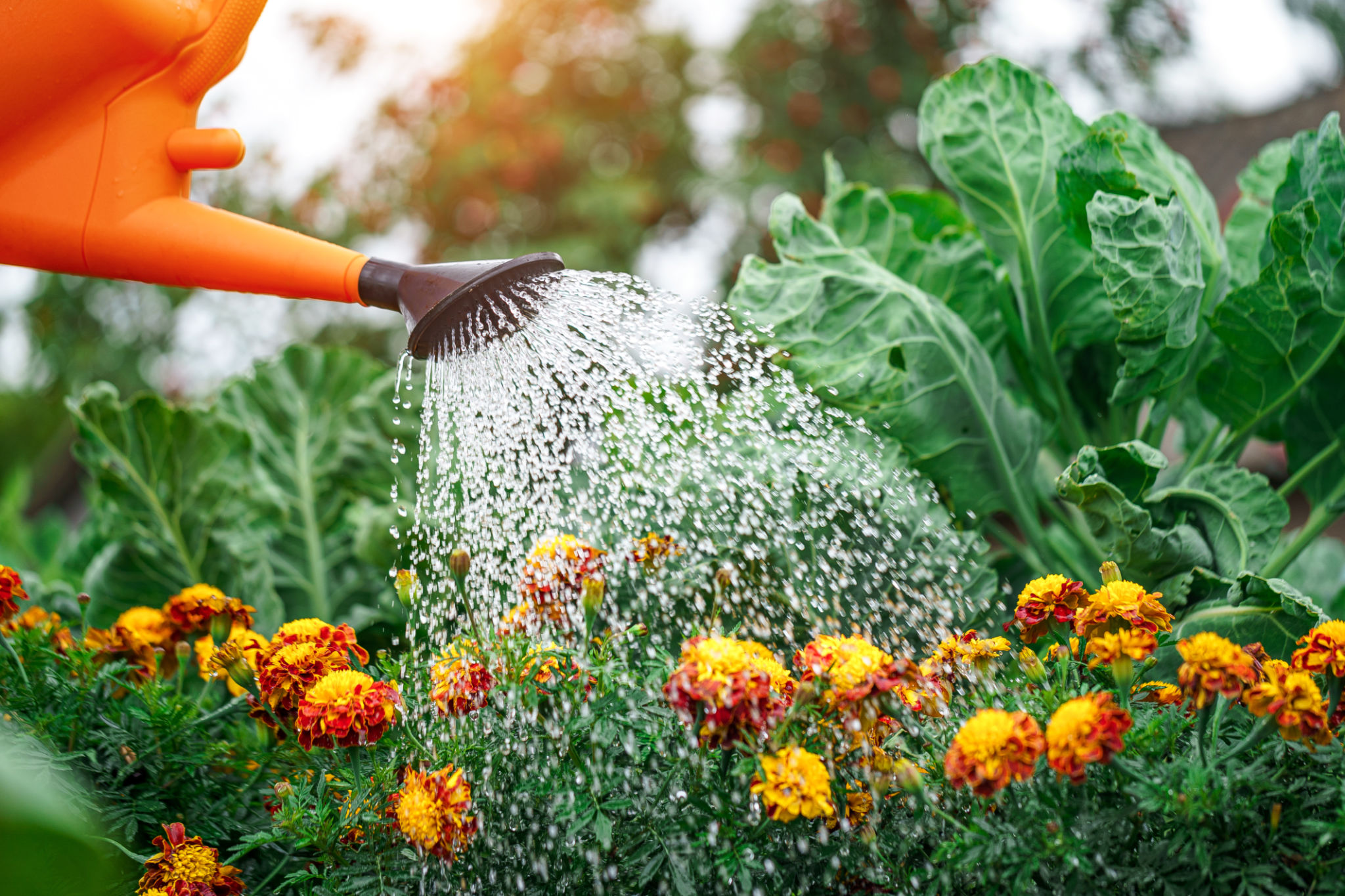 summer garden watering