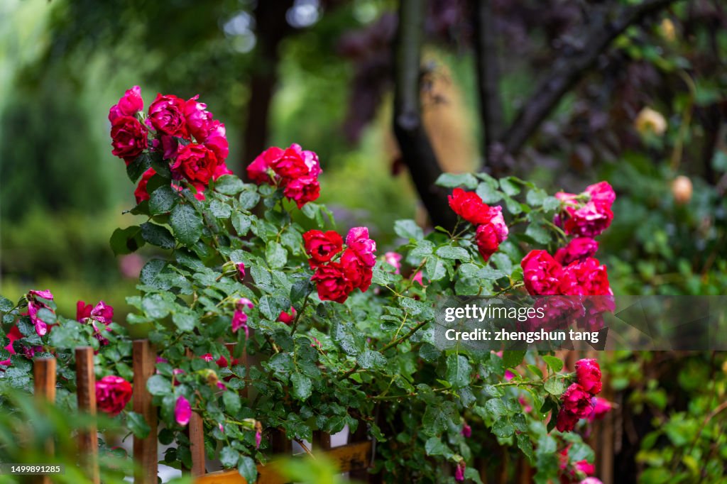 Rain water on the rose in the residential area.
