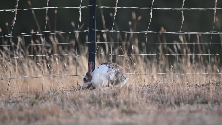 Cute Invasive Rabbit 2,367 Invasive Species Stock Videos, Footage, & 4K Video Clips - Getty ...