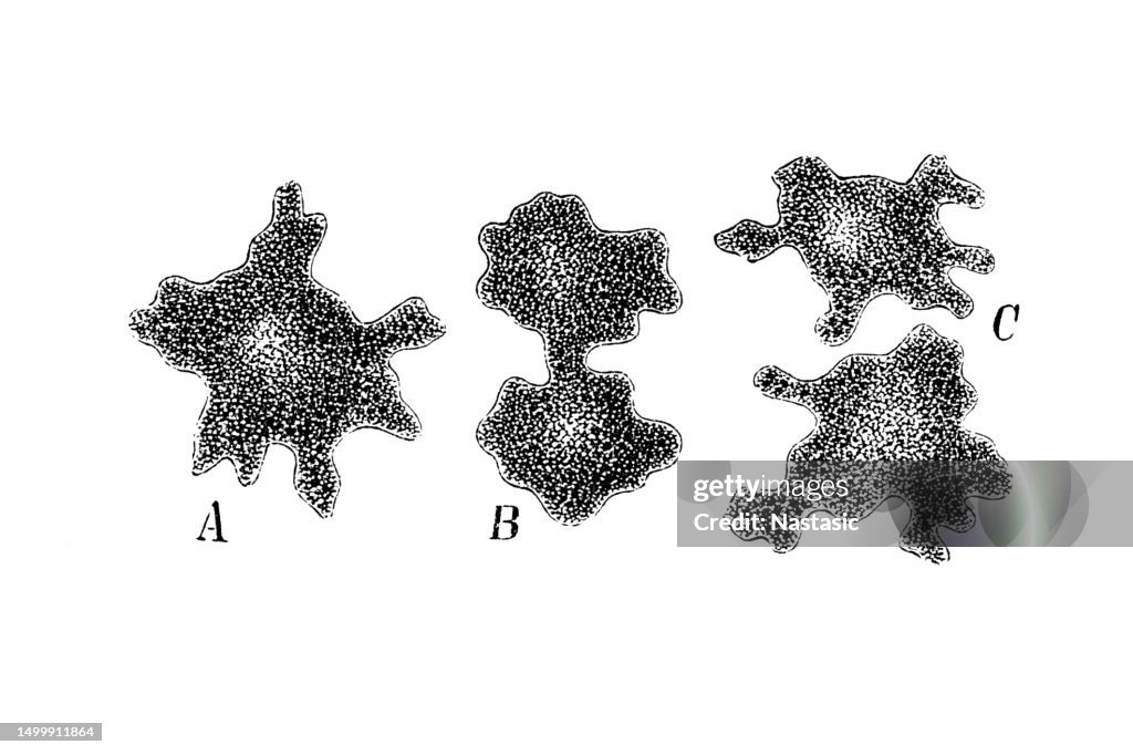 Propagation of a monera (Amoeba primitiva, according to Hackel) by division