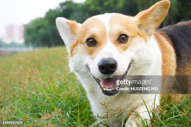 happy pembroke welsh corgi dog closeup - pembroke welsh corgi imagens e fotografias de stock