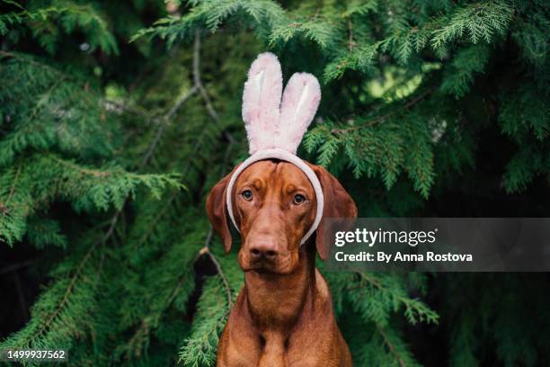 hungarian vizsla dog with funny bunny ears - funny easter stock pictures, royalty-free photos & images