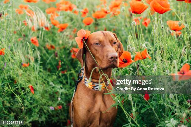 hungarian vizsla dog sitting in poppy field - vizsla stockfoto's en -beelden