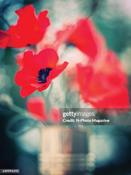 Abstract focus on a bunch of red poppies, taken on October 23, 2011.