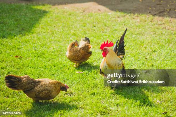 close-up of bantam chicken in grass - オスのひな鳥 ストックフォトと画像