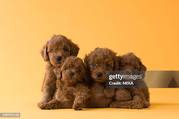 five toy poodle puppies - caniche de juguete fotografías e imágenes de stock