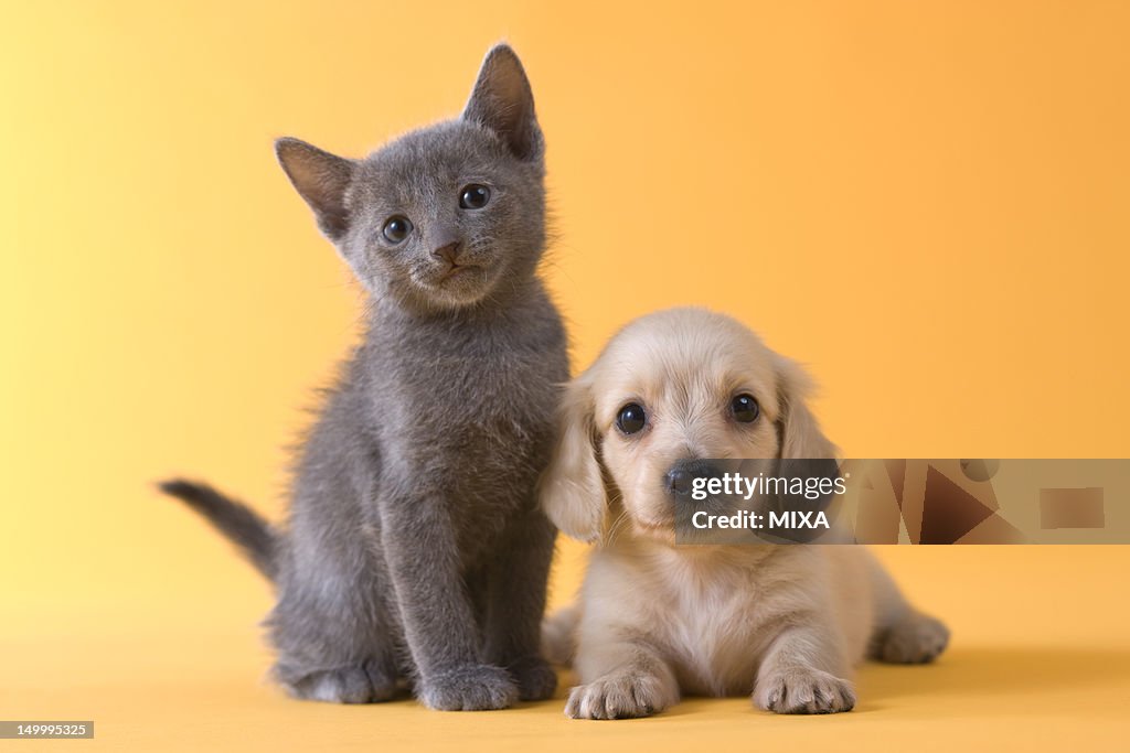 Russian Blue Kitten and Dachshund Puppy
