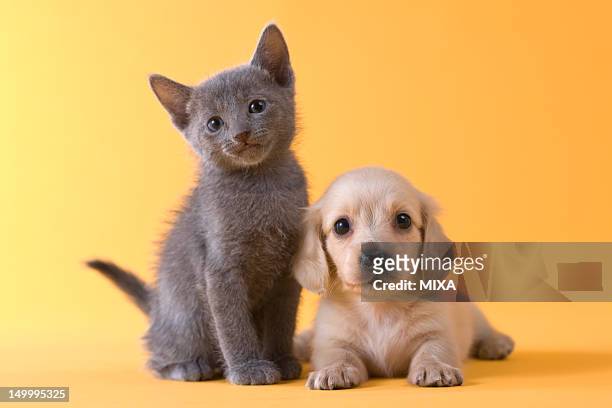 russian blue kitten and dachshund puppy - cute puppies and kittens stock pictures, royalty-free photos & images