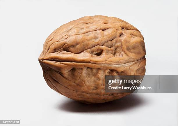 a walnut - cáscara de nuez fotografías e imágenes de stock