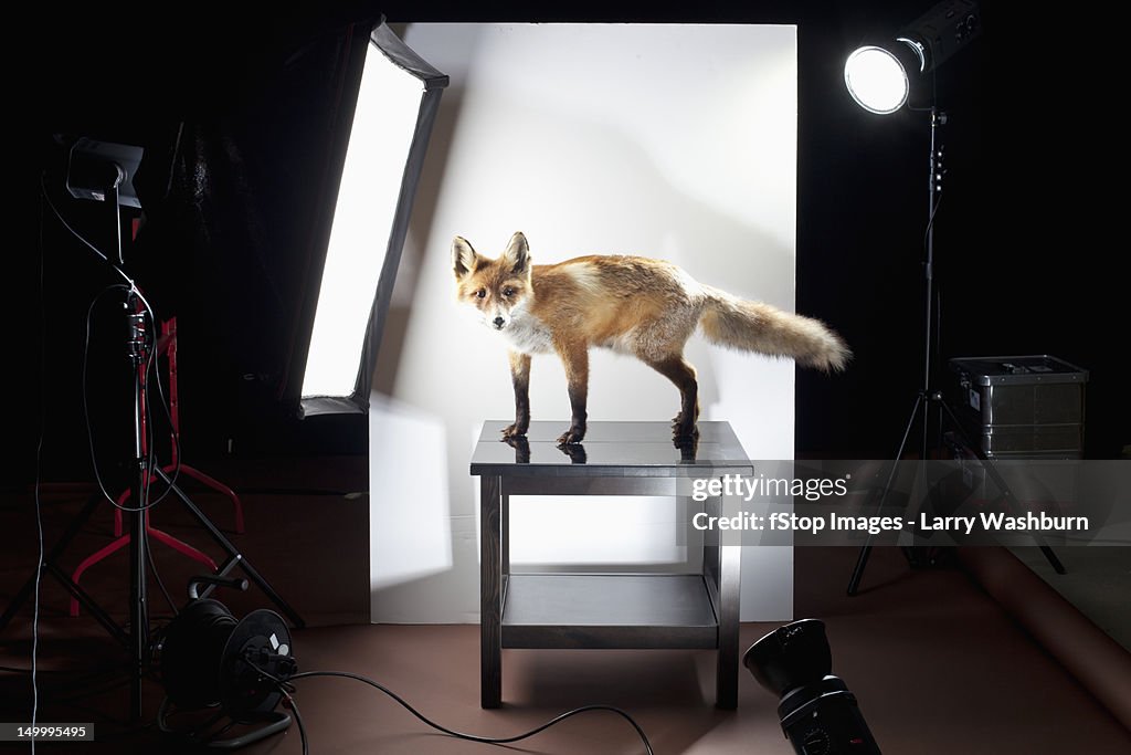 A behind the scenes look at a photo shoot of a stuffed fox