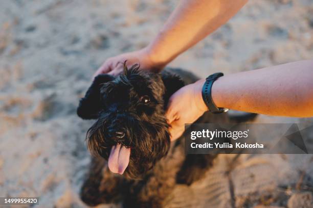 man with a dog for a walk. close-up. the concept of care, education, obedience training and education of pets - giant schnauzer puppy stock pictures, royalty-free photos & images