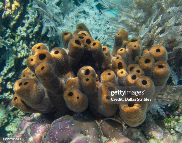 organ pipe tube coral ( tubipora musica ), in the bunaken national marine reserve, nth. sulawesi, indonesia - organ pipe coral stock pictures, royalty-free photos & images